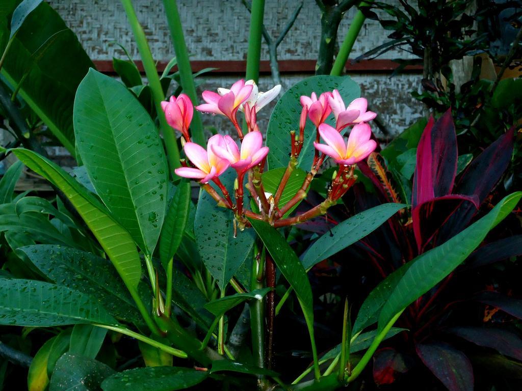 Dewa Put Guest House Ubud Exteriér fotografie